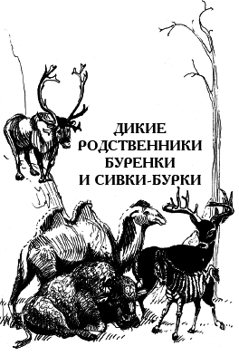 Энциклопедия животных - i_021.png
