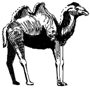 Энциклопедия животных - i_022.png