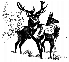 Энциклопедия животных - i_024.png