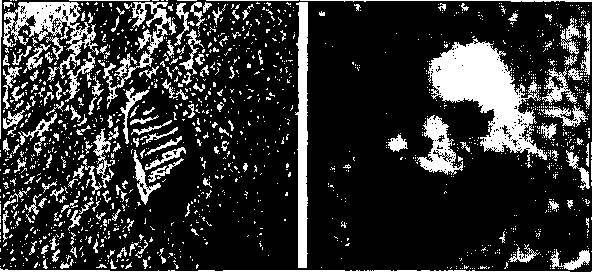 Пришельцы из прошлого - _4.jpg