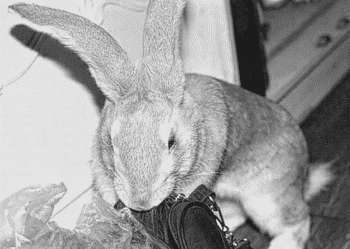 Декоративные кролики - i_023.jpg