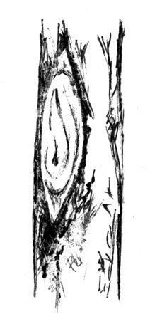 Золотые правила садовой обрезки. Руководство по увеличению урожая плодовых деревьев и кустарников - i_016.jpg