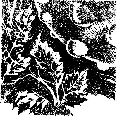 Маяк на Дельфиньем (сборник) - i_004.jpg