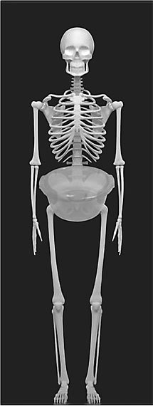 Система Осьмионика. Самомоделирование осанки. Коррекция верхней половины тела - _10.jpg