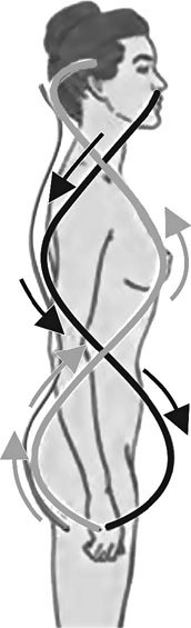 Система Осьмионика. Самомоделирование осанки. Коррекция верхней половины тела - _20.jpg