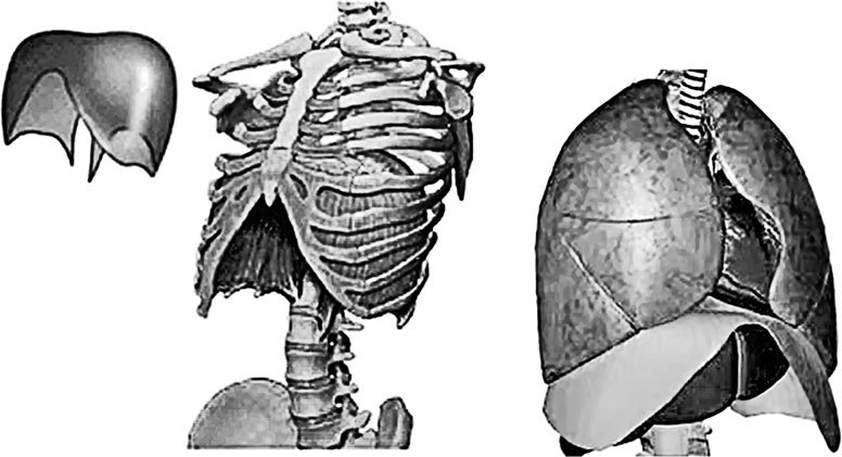 Система Осьмионика. Фасциальные растяжки тела - _24.jpg
