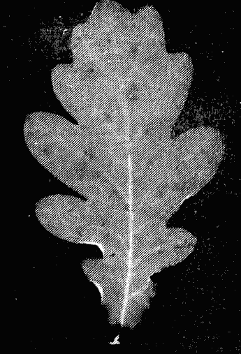 Фотограмма - i_005.png