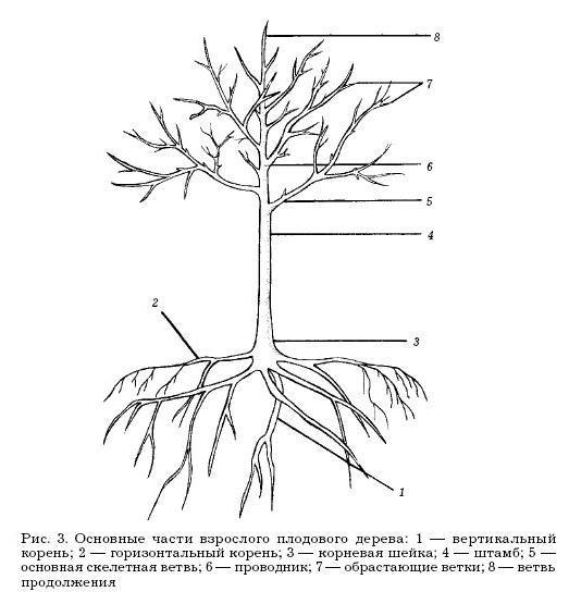 Садовые деревья и кустарники - i_003.jpg