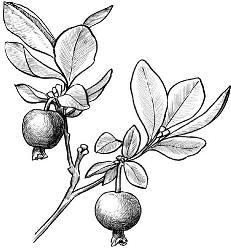 Целебные ягоды - i_011.jpg