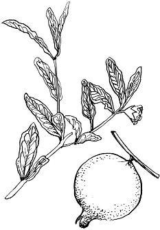 Целебные ягоды - i_012.jpg