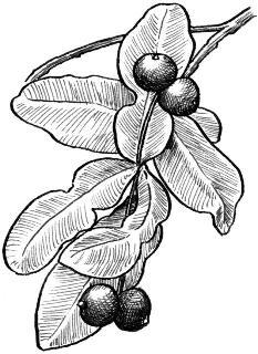 Целебные ягоды - i_014.jpg