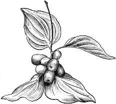 Целебные ягоды - i_018.jpg