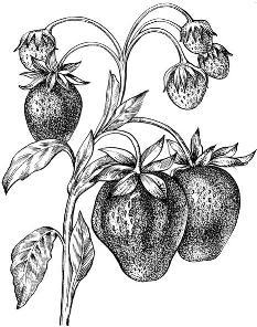 Целебные ягоды - i_019.jpg