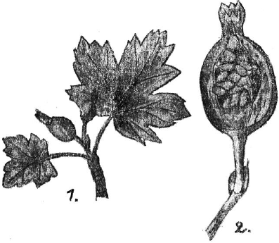 Ягодники. Руководство по разведению крыжовника и смородины - _06.png