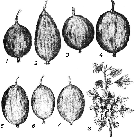 Ягодники. Руководство по разведению крыжовника и смородины - _08.png