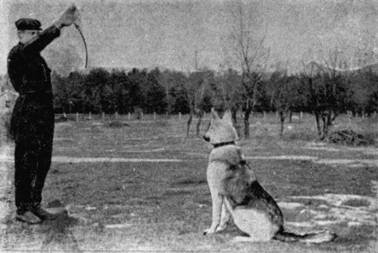 Техника дрессировки служебных собак - i_027.jpg