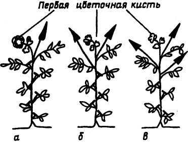 СЕМЕЙНОЕ ОВОЩЕВОДСТВО НА УЗКИХ ГРЯДАХ Опыт использования метода Митлайдера в России - pic_10.jpg