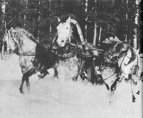 Кони в океане - i_004.jpg