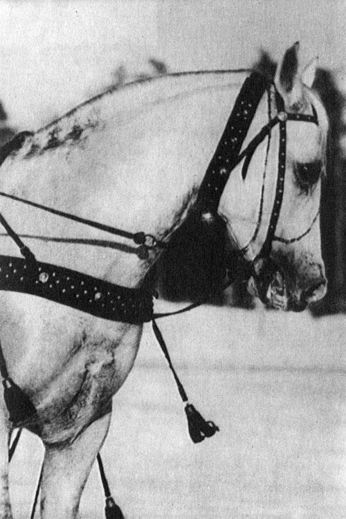 Кони в океане - i_006.jpg