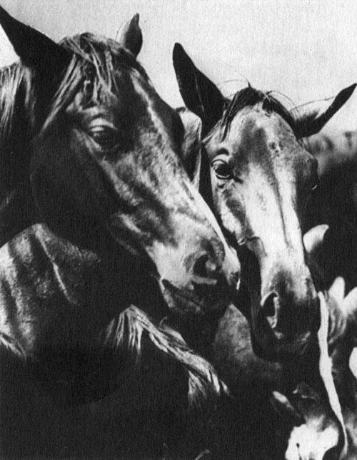 Кони в океане - i_021.jpg