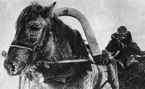 Кони в океане - i_041.jpg