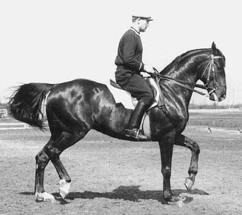 На благо лошадей. Очерки иппические - _29.jpg