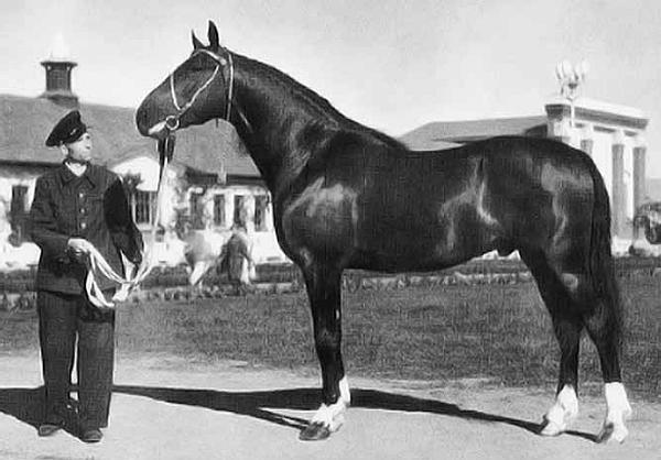 На благо лошадей. Очерки иппические - _31.jpg