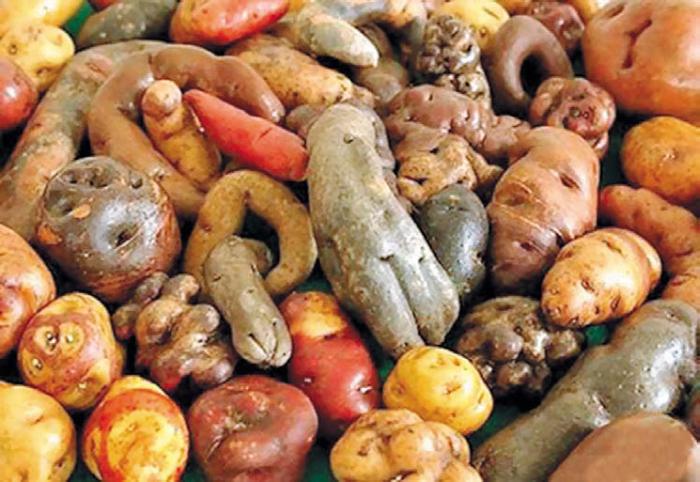 Черная кукуруза. Революционный продукт от всех болезней - _04.jpg