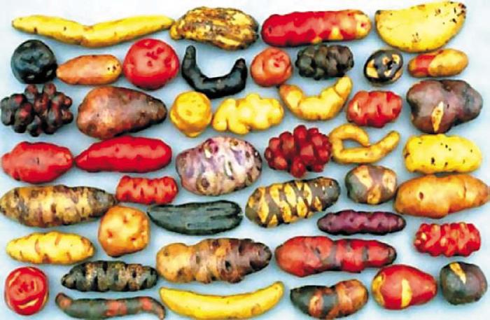 Черная кукуруза. Революционный продукт от всех болезней - _05.jpg