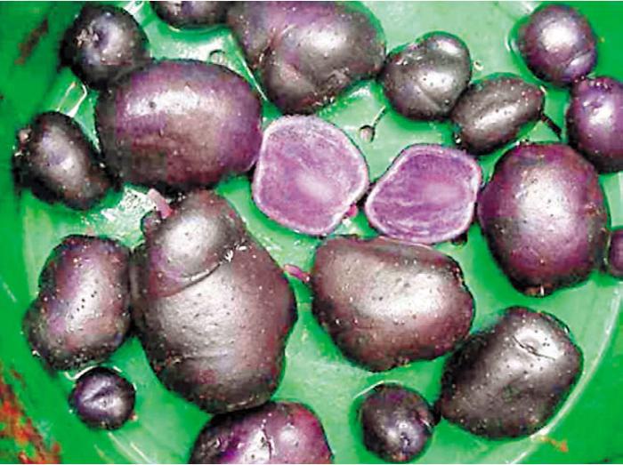 Черная кукуруза. Революционный продукт от всех болезней - _06_1.jpg