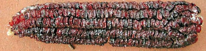 Черная кукуруза. Революционный продукт от всех болезней - _07.jpg