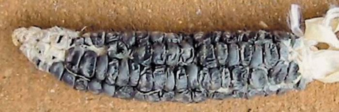 Черная кукуруза. Революционный продукт от всех болезней - _08.jpg