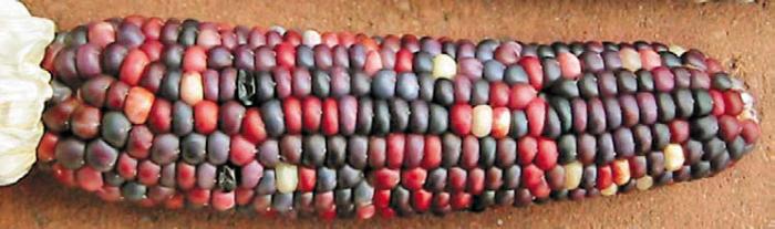 Черная кукуруза. Революционный продукт от всех болезней - _09.jpg