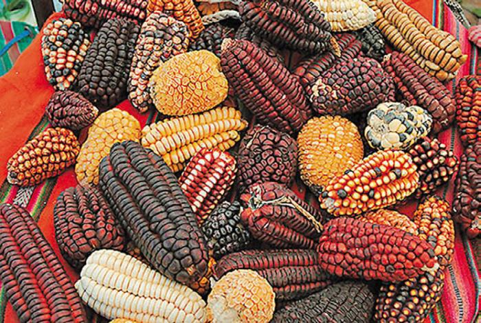 Черная кукуруза. Революционный продукт от всех болезней - _10.jpg