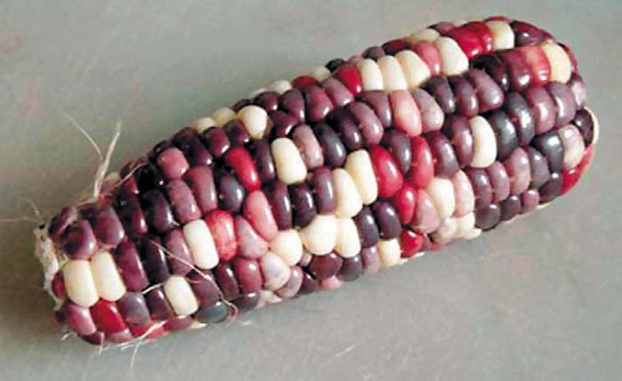 Черная кукуруза. Революционный продукт от всех болезней - _11.jpg