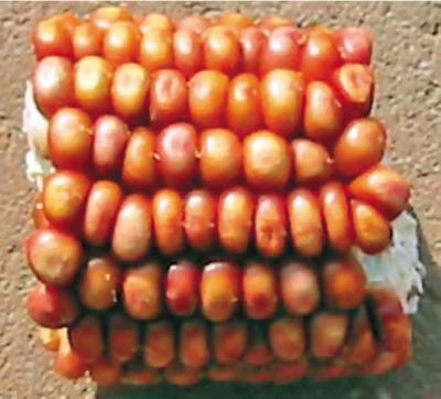 Черная кукуруза. Революционный продукт от всех болезней - _12_1.jpg