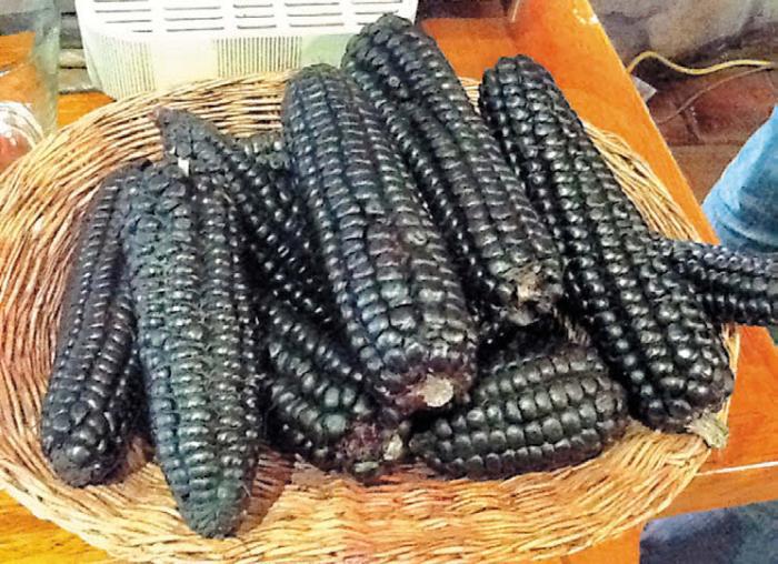 Черная кукуруза. Революционный продукт от всех болезней - _13.jpg