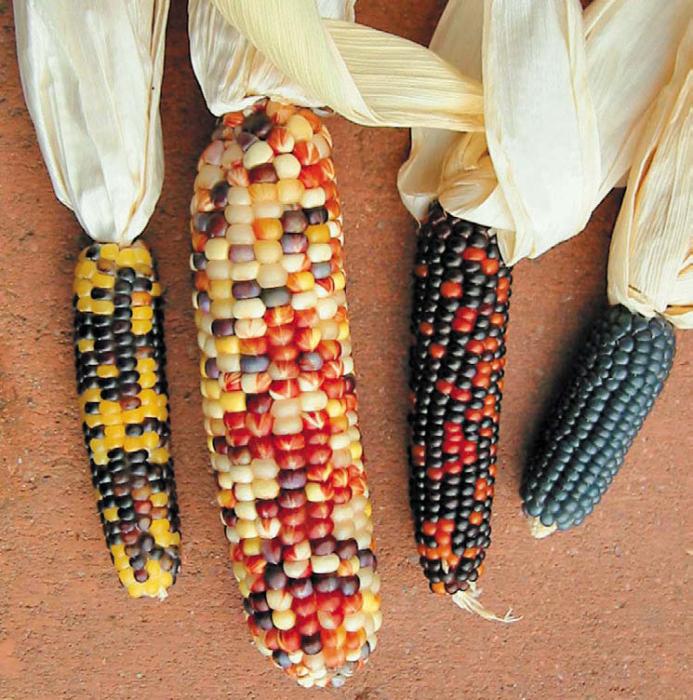 Черная кукуруза. Революционный продукт от всех болезней - _16.jpg