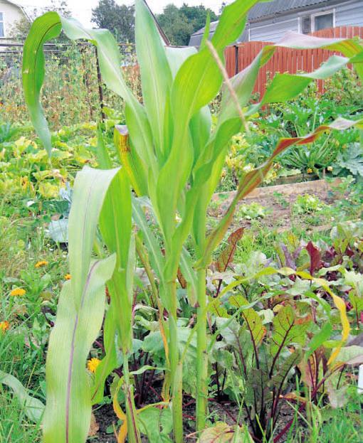 Черная кукуруза. Революционный продукт от всех болезней - _24.jpg