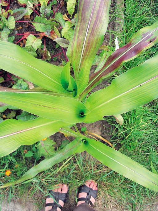 Черная кукуруза. Революционный продукт от всех болезней - _25.jpg