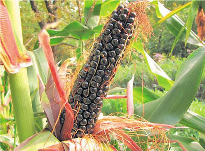 Черная кукуруза. Революционный продукт от всех болезней - _26.jpg