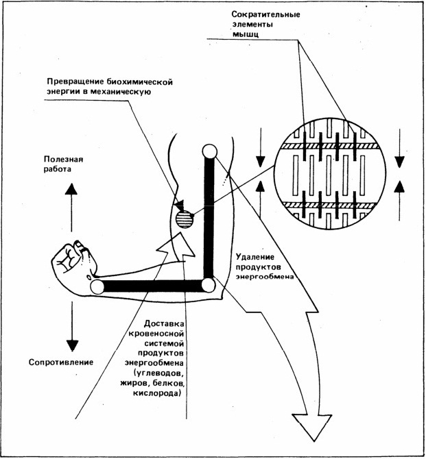 Атлетическая гимнастика без снарядов - i_001.jpg