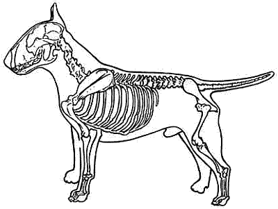 Все о бультерьерах - i_001.png