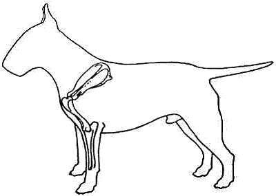 Все о бультерьерах - i_002.png