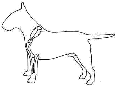 Все о бультерьерах - i_003.png