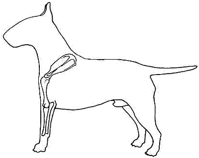 Все о бультерьерах - i_004.png