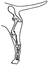 Все о бультерьерах - i_005.png