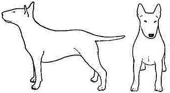 Все о бультерьерах - i_010.png