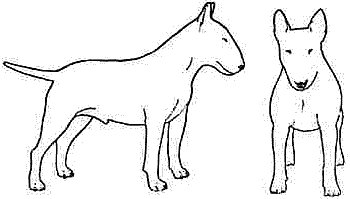 Все о бультерьерах - i_011.png