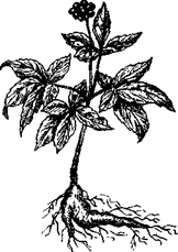 33 Рецепта для мужчин - pic_7.png